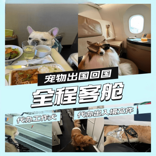 忻州市宠物托运到白俄罗斯宠物入境规定和要求